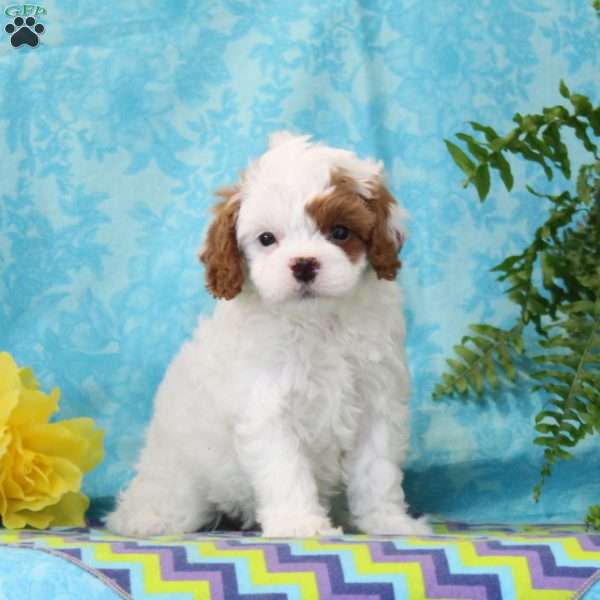 Lincoln, Cavapoo Puppy